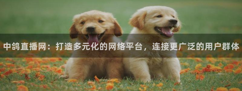 nba视频直播极速：中鸽直播网：打造多元化的网络平台，连接更广泛的用户群体